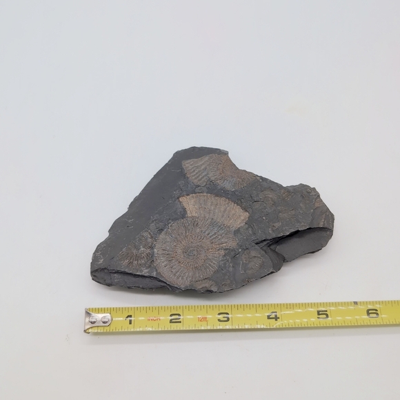 Real Multi Ammonite Fossils In Black Shale Stone Matrix - Picture 6 of 8